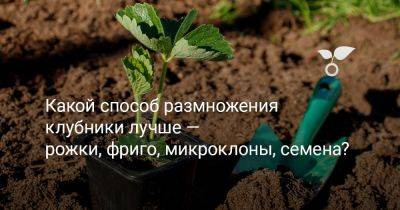 Какой способ размножения клубники лучше — рожки, фриго, микроклоны, семена? - botanichka.ru