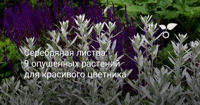 Серебряная листва: 9 опушенных растений для красивого цветника - botanichka.ru - Иран - Турция - Крым