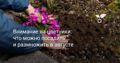 Внимание на цветники: что можно посадить и размножить в августе - botanichka.ru