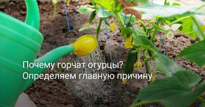 Почему горчат огурцы? Определяем главную причину - botanichka.ru