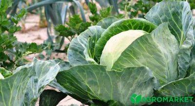 Уход за рассадой капусты перед высадкой - agro-market.net