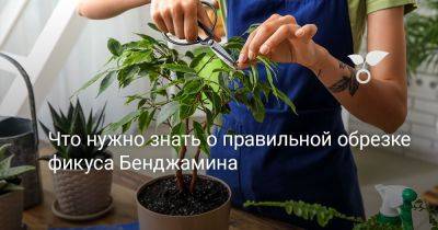 Что нужно знать о правильной обрезке фикуса Бенджамина - botanichka.ru