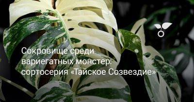 Сокровище среди вариегатных монстер: сортосерия «Тайское Созвездие» - botanichka.ru - Таиланд