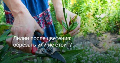 Лилии после цветения: обрезать или не стоит? - botanichka.ru