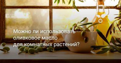 Зачем использовать оливковое масло для комнатных растений? - botanichka.ru