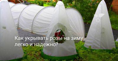 Как укрывать розы на зиму легко и надежно? - botanichka.ru - Россия - г. Виноград