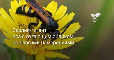 Сколия-гигант — оса с пугающим обликом, но благими намерениями - botanichka.ru