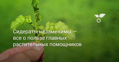 Сидераты незаменимы — всё о пользе главных растительных помощников - botanichka.ru