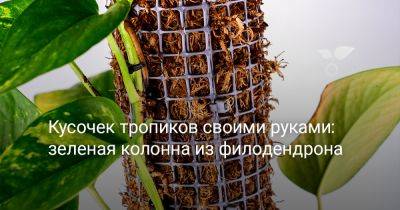 Кусочек тропиков своими руками: зеленая колонна из филодендрона - botanichka.ru