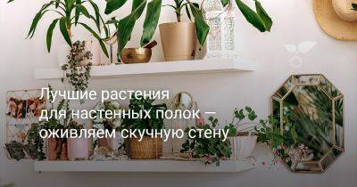 Лучшие растения для настенных полок — оживляем скучную стену - botanichka.ru - республика Коми