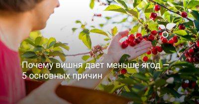 Почему вишня дает меньше ягод — 5 основных причин - botanichka.ru