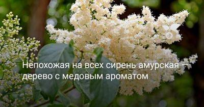 Непохожая на всех сирень амурская — дерево с медовым ароматом - botanichka.ru - Московская обл. - Москва - г. Виноград - Хабаровский край