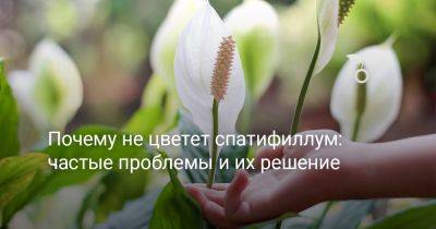 Почему не цветет спатифиллум: частые проблемы и их решение - botanichka.ru