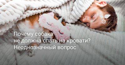 Почему собака не должна спать на кровати? Неоднозначный вопрос - botanichka.ru