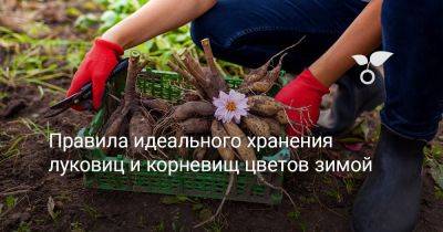 Правила идеального хранения луковиц и корневищ цветов зимой - botanichka.ru - республика Коми