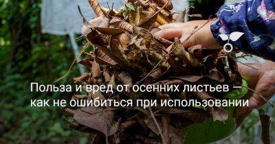 Польза и вред от осенних листьев — как не ошибиться при использовании - botanichka.ru