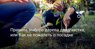 Правила выбора дерева для участка, или Как не пожалеть о посадке - botanichka.ru