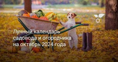 Лунный календарь садовода и огородника на октябрь 2024 года - botanichka.ru