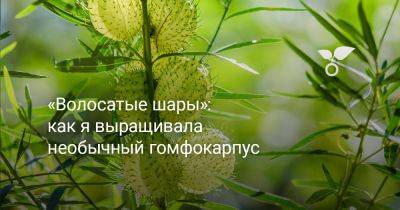 «Волосатые шары»: как я выращивала необычный гомфокарпус - botanichka.ru