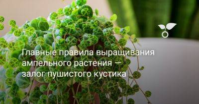 Главные правила выращивания ампельного растения — залог пушистого кустика - botanichka.ru