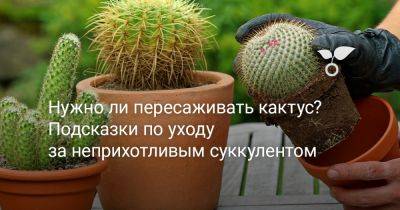 Нужно ли пересаживать кактус? Подсказки по уходу за неприхотливым суккулентом - botanichka.ru - республика Коми