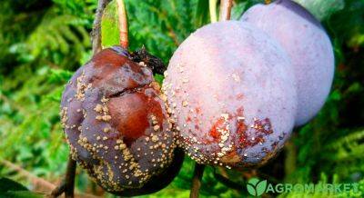 Опасные вредители сливы и как с ними бороться - agro-market.net