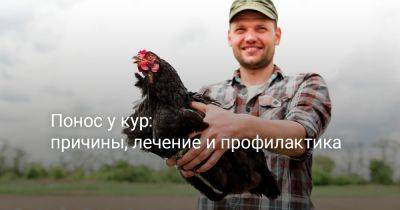 Понос у кур: причины, лечение и профилактика - botanichka.ru