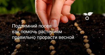 Подзимний посев: как помочь растениям правильно прорасти весной - botanichka.ru
