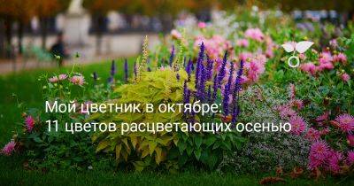 Мой цветник в октябре: 11 цветов расцветающих осенью - botanichka.ru