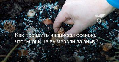 Как посадить нарциссы осенью, чтобы они не вымерзли за зиму? - botanichka.ru
