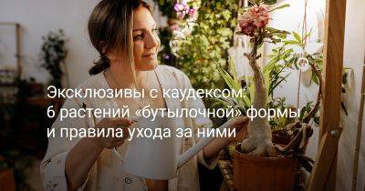 6 эффектных растений с каудексом — уникальные формы, простой уход - botanichka.ru
