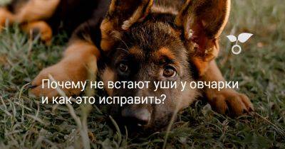 Почему не встают уши у овчарки и как это исправить? - botanichka.ru