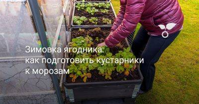 Как правильно подготовить ягодник к зиме? Важные советы - botanichka.ru