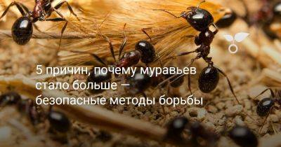 5 причин, почему муравьев стало больше — безопасные методы борьбы - botanichka.ru