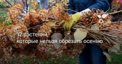 12 растений, которые нельзя обрезать осенью - botanichka.ru
