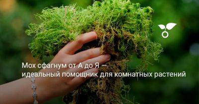 Мох сфагнум от А до Я — идеальный помощник для комнатных растений - botanichka.ru