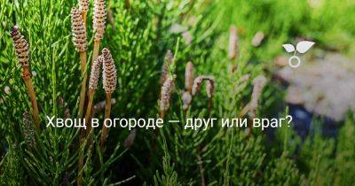 Хвощ в огороде — друг или враг? - botanichka.ru