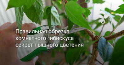 Правильная обрезка комнатного гибискуса — секрет пышного цветения - botanichka.ru