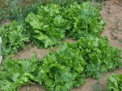 Почему салат становится невкусным после редьки: как острые корнеплоды влияют на соседей будущего года - belnovosti.by