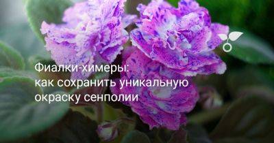Фиалки-химеры: как сохранить уникальную окраску сенполии - botanichka.ru