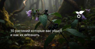 10 растений которые вас убьют и как их опознать - botanichka.ru