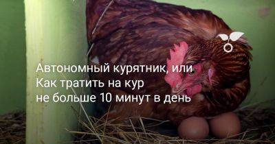 Автономный курятник, или Как тратить на кур не больше 10 минут в день - botanichka.ru