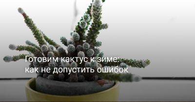 Готовим кактусы к зиме: как не допустить ошибок и сохранить растения? - botanichka.ru - республика Коми