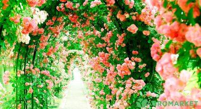 Как правильно обустроить розарий своими руками? - agro-market.net