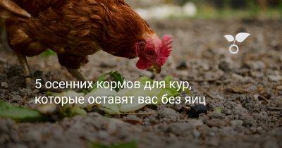 5 осенних кормов для кур, которые оставят вас без яиц - botanichka.ru