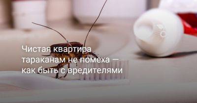 Чистая квартира тараканам не помеха — как быть с вредителями - botanichka.ru