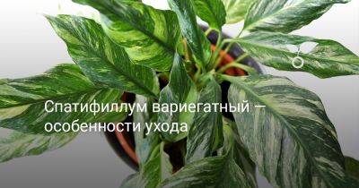 Спатифиллум вариегатный — особенности ухода - botanichka.ru