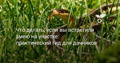 Что делать, если вы встретили змею на участке: практический гид для дачников - botanichka.ru