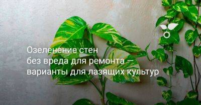 Озеленение стен без вреда для ремонта — варианты для лазящих культур - botanichka.ru
