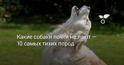 Какие собаки почти не лают — 10 самых тихих пород - botanichka.ru